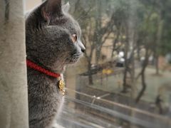 -爱妮康宠物医院·干细胞免疫细胞·肿瘤·心脏(张江店)