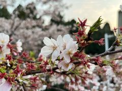 -武汉大学-樱园