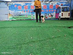 -宠物寄养训练学校