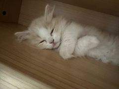 -糯米喵星人总部直营旗舰店·猫舍·幼猫出售