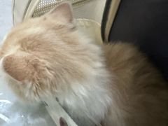-中农国际动物医院24小时·猫科·骨科·急重症中心
