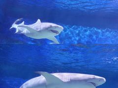 -上海海昌海洋公园