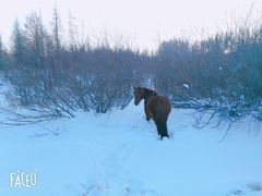 -塞罕坝国家级自然保护区