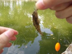 -鲁迅公园-垂钓中心