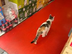 -九斤黄三黄鸡专卖店