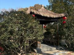 -上海醉白池公园