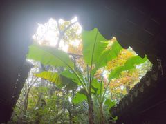 -秋霞圃