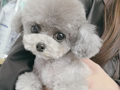 -瑞派康怡24h宠物医院·犬猫医疗中心·微创绝育(瑞景分院)