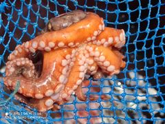-阿军排档·烧烤