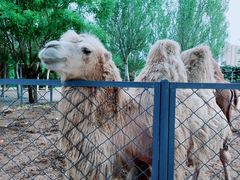 -长白岛森林公园