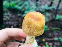 -铁山坪森林公园