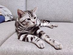 -猫大福·Fortune Cat猫舍(百子湾店)