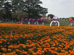 -松山湖梦幻百花洲