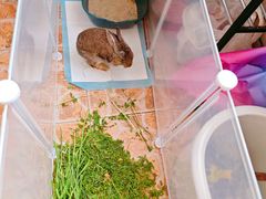 -爱侣宠医·鹦鹉专科·小型哺乳类·异宠专科(灵石路店)