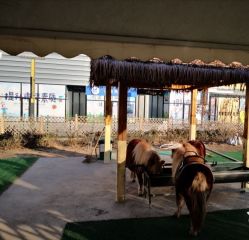 -萌宠亲子动物乐园(槐房万达店)