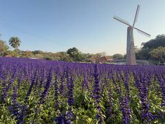 -广州莲花山旅游区