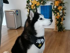 -Husky Go! 哈士奇体验馆·宠物咖啡厅狗咖