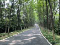 -宜兴龙背山森林公园