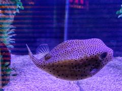 -太平洋海底世界