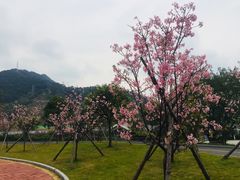 -羚羊峡古栈道森林公园