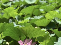 -莲池书院博物馆