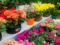 -秦美花卉(天朗·莱茵小城2期店)