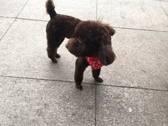 -荣耀金沙动物医院(清江西路店)