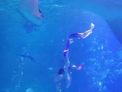 -烟台海昌鲸鲨海洋公园