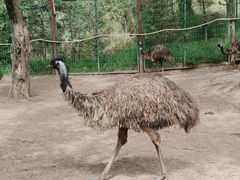 -青藏高原野生动物园