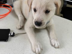 -宠颐生宠物医院·骨外科·犬猫全科诊疗中心(池州店)