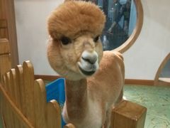 -藦茜花园宠物主题亲子互动体验馆(国顺东路店)