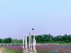 -北京东方普罗旺斯薰衣草庄园