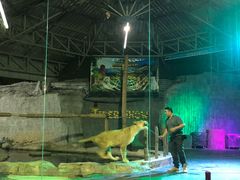 -清迈夜间动物园