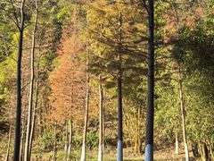 -广州白江湖森林公园