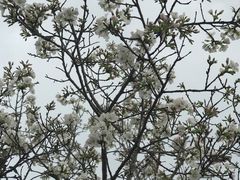 -天适樱花悠乐园