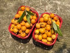 -塘栖枇杷特色园区