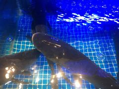 -姜君·千岛湖鱼头馆(浦东大道店)