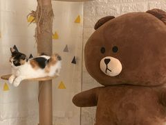 -平行世界·猫咖(首经贸店)