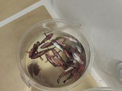 -小猫钓鱼海钓俱乐部(椰梦长廊店)