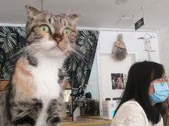 -平行世界·猫咖(首经贸店)