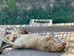 -西霞口神雕山野生动物世界