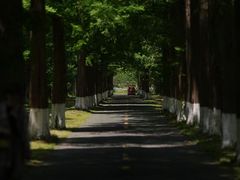 -黄海国家森林公园