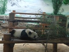 -西霞口神雕山野生动物世界