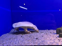 -上海海洋水族馆
