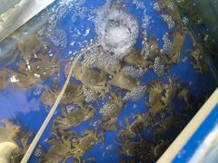 -阳澄湖大闸蟹·琼灵阁牌品牌连锁(吴中总店)