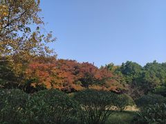 -八大关景区