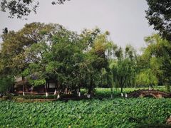 -桂湖森林公园