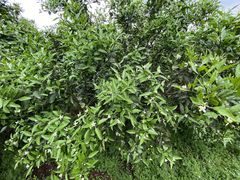 -樱桃山旅游景区