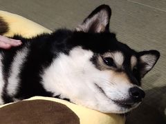 -逗柴咖啡屋·狗咖猫咖宠物桌游