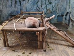 -深圳野生动物园